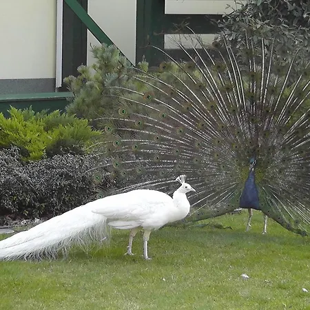 Grand - Business Boutique (adults Only) 4* Piest'any